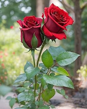 Giant Blooming Red Rose Flower Seeds – Heirloom Non-GMO Seeds
