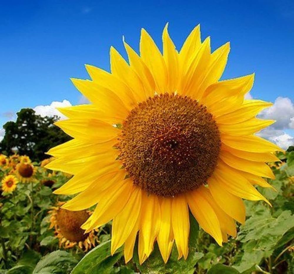 yellow yellow flower seeds