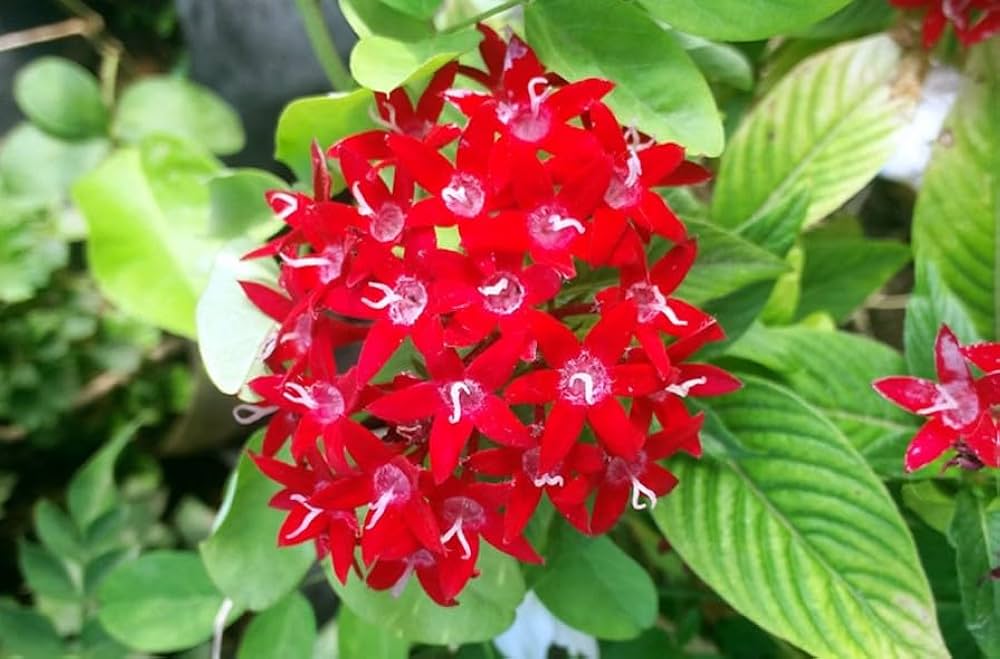 pentas lanceolata flower seeds