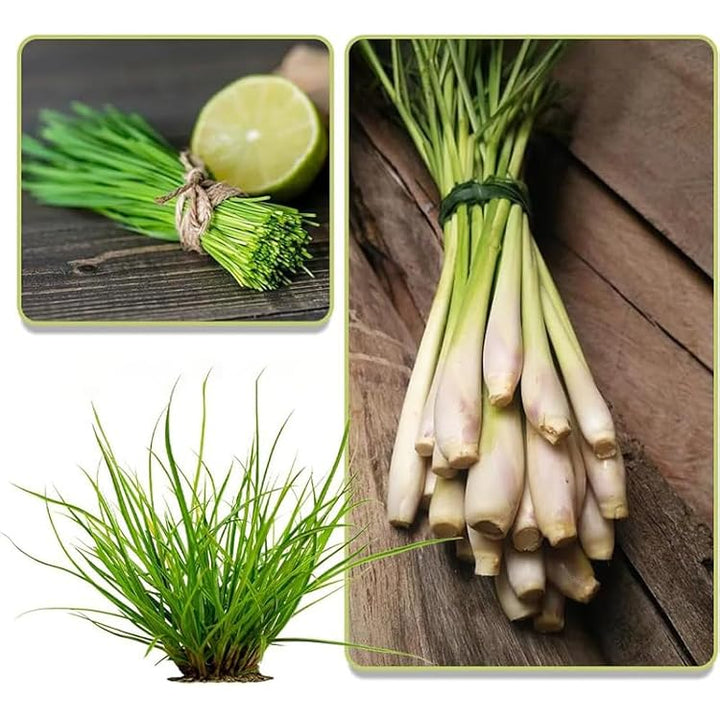 Premium Lemongrass Seeds for Planting - Non-GMO, High Germination Garden Seeds