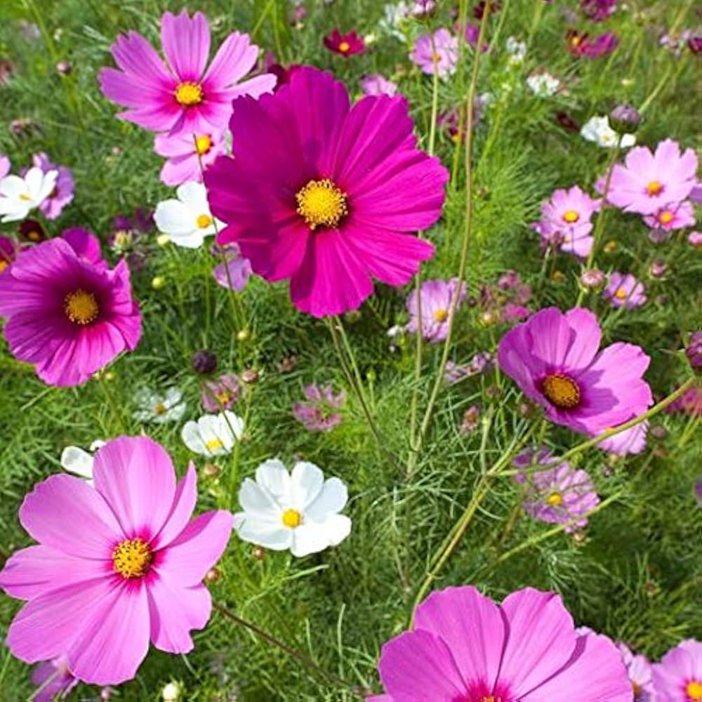 cosmos pinkie flower seeds