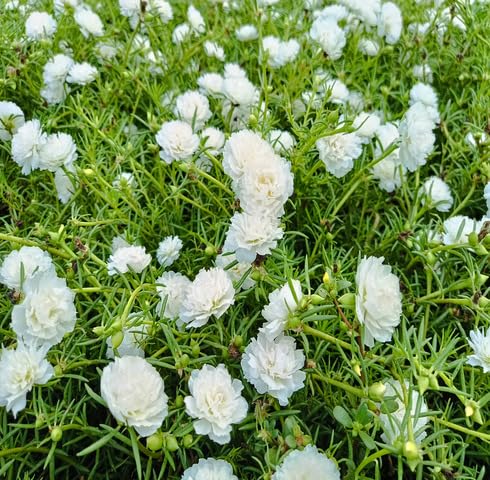 White Portulaca Flower Seeds – Heirloom Non-GMO High Germination Organic Garden Seeds