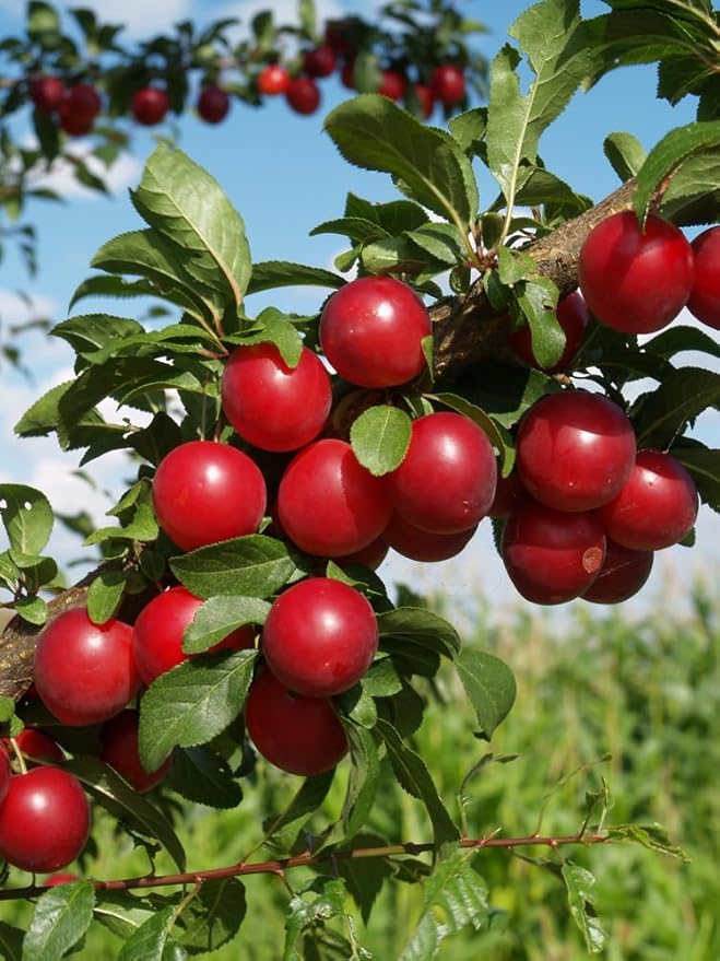 plum prunus flower seeds
