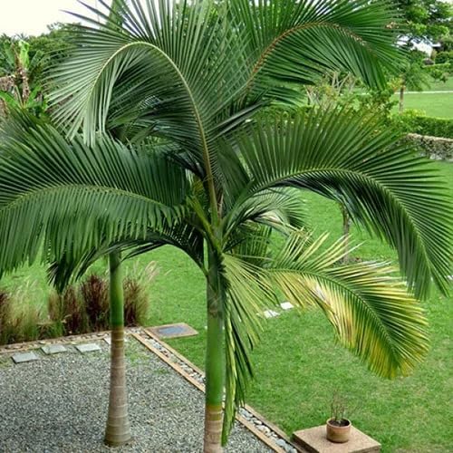green palm flower seeds