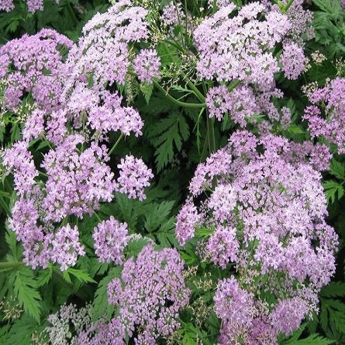 Pink Chaerophyllum Flower Seeds Heirloom Non-GMO High Germination Organic Garden Seeds for Planting