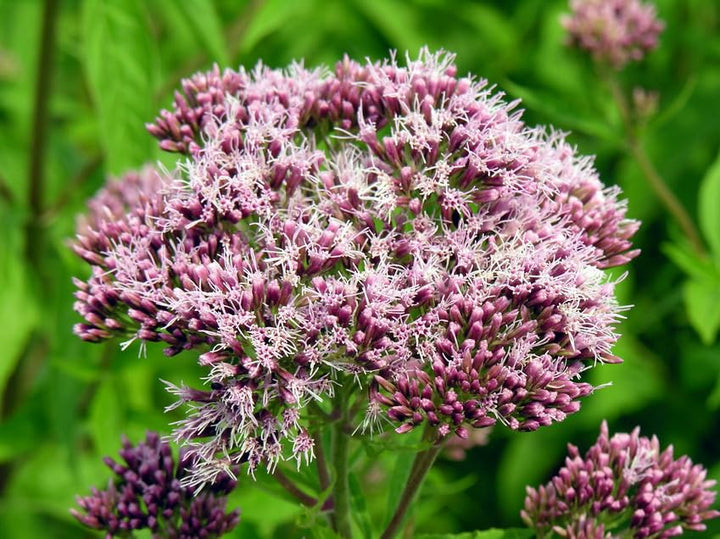 Pink Eupatorium Flower Seeds Heirloom Non-GMO High Germination Organic Garden Seeds for Planting