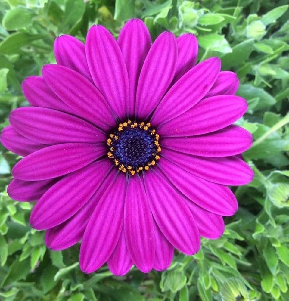 Osteospermum Flower Seeds Pink – Heirloom, Non-GMO, High Germination Organic Garden Seeds for Planting