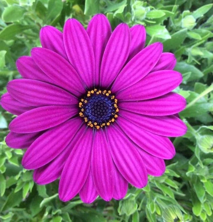 Pink Osteospermum Flower Seeds – Heirloom, Non-GMO, High Germination Organic Garden Seeds for Planting