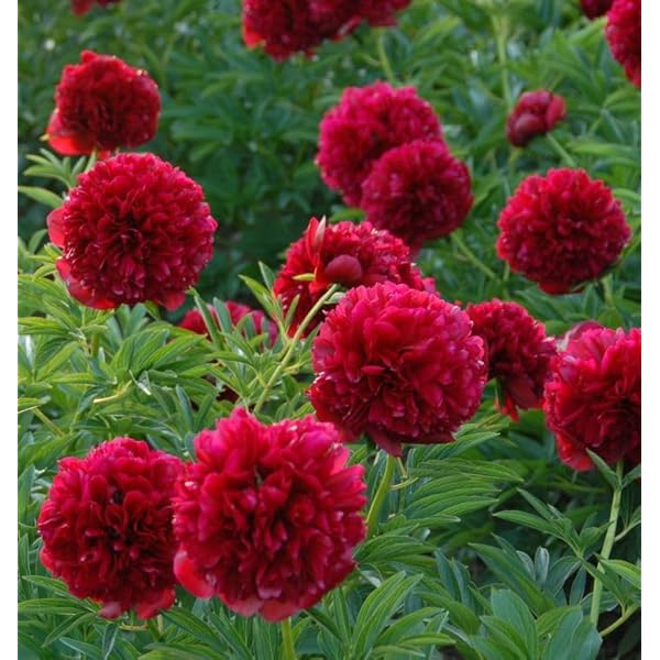 red chinese flower seeds