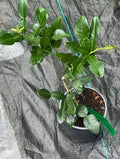 Thai Kaffir Lime Seeds for Planting – Heirloom Non-GMO High Germination Organic Garden Seeds Aromatic Citrus Leaves Seeds for Planting