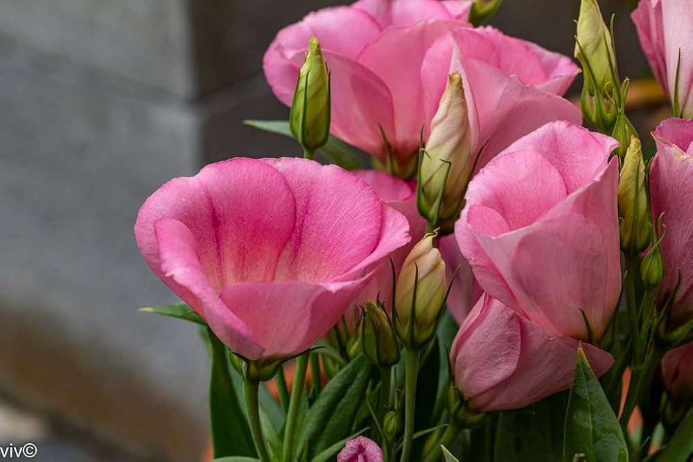 pink pink flower seeds