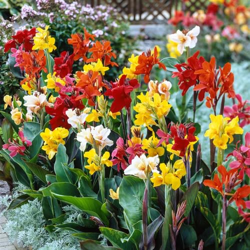 Cannalily Flower Seeds – Heirloom, Non-GMO, High Germination Organic Garden Seeds for Planting