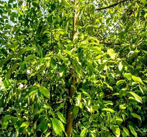 Nutmeg Seeds – Heirloom, Non-GMO, High Germination Organic Garden Seeds