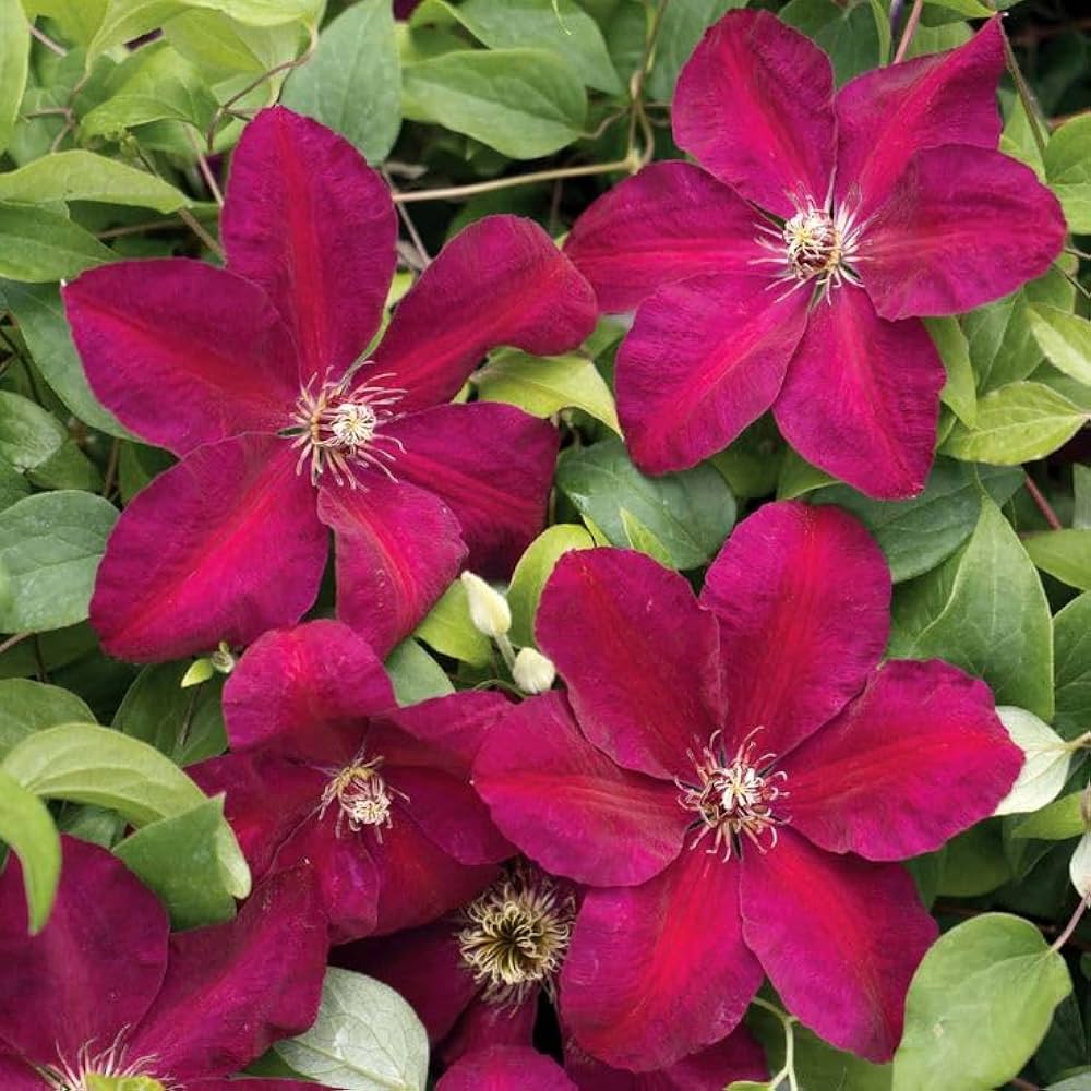 Maroon Blooming Clematis Flower Seeds – Heirloom Non-GMO High Germination Organic Seeds