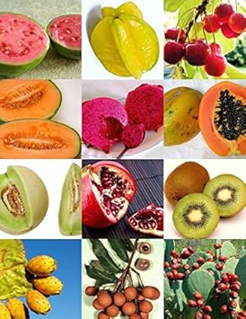 Mix Edible Fruit Seeds Variety Pack for Planting Heirloom Non-GMO High Germination Organic Garden Seeds for Home Gardens