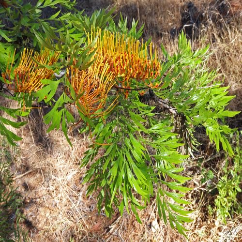 grevilleagreenheirloomnongmo flower seeds