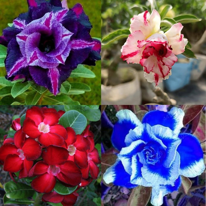 Adenium Flower Seeds Mixed for Planting – Heirloom Non-GMO High Germination Organic Garden Seeds