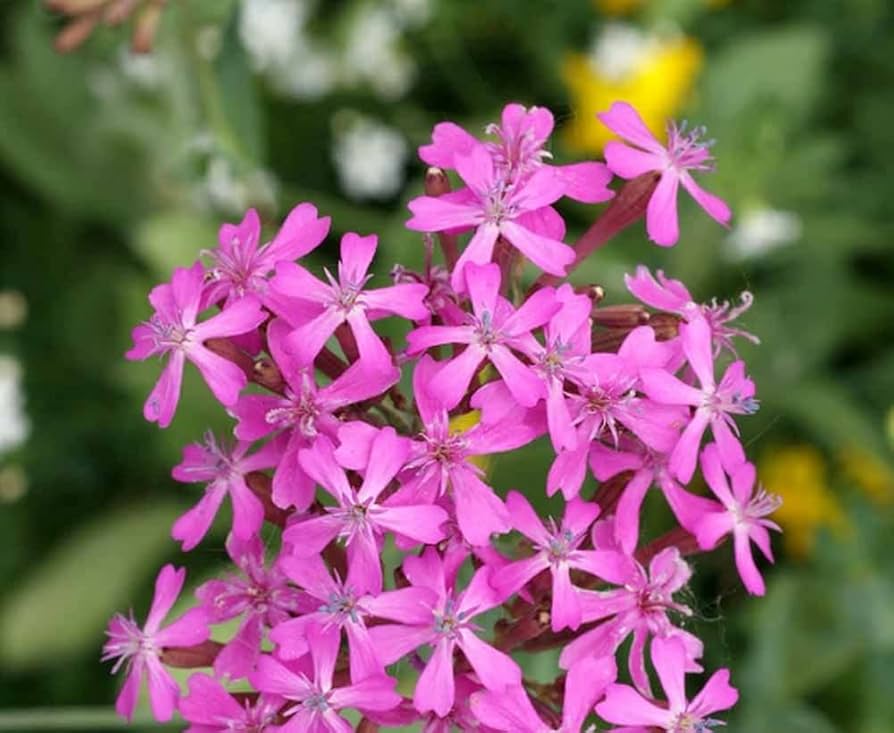 catchfly silene flower seeds