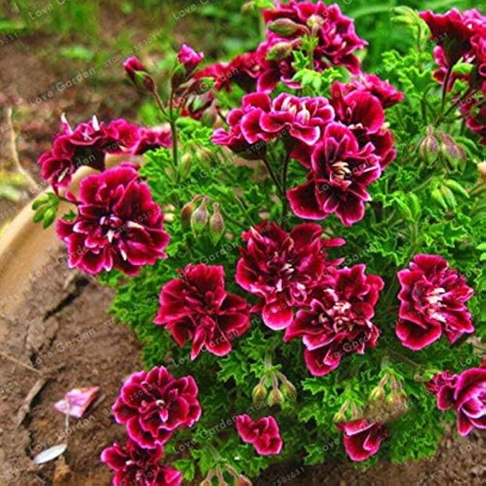 pelargonium pelargonium flower seeds