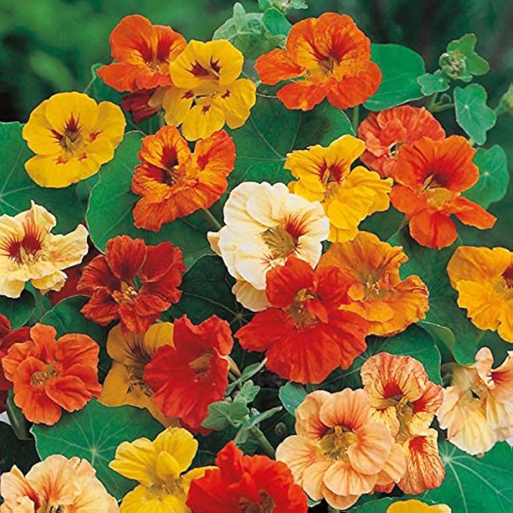 nasturzio jewel flower seeds