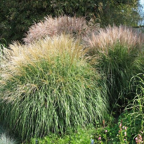silver miscanthus flower seeds