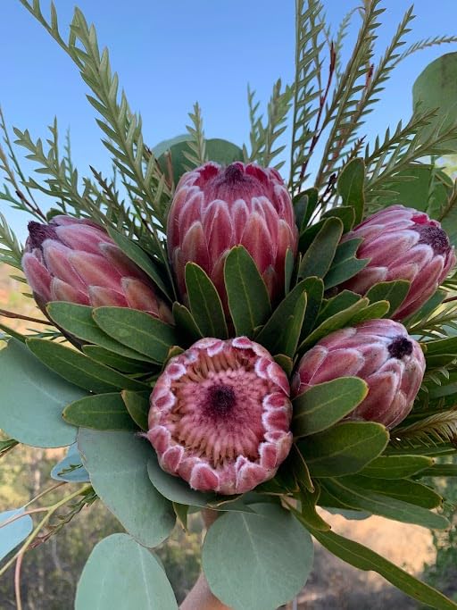 pink protea flower seeds