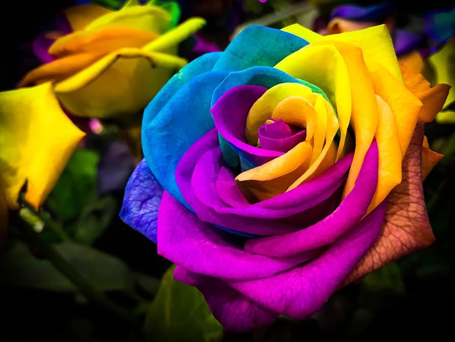 rainbow rose flower seeds