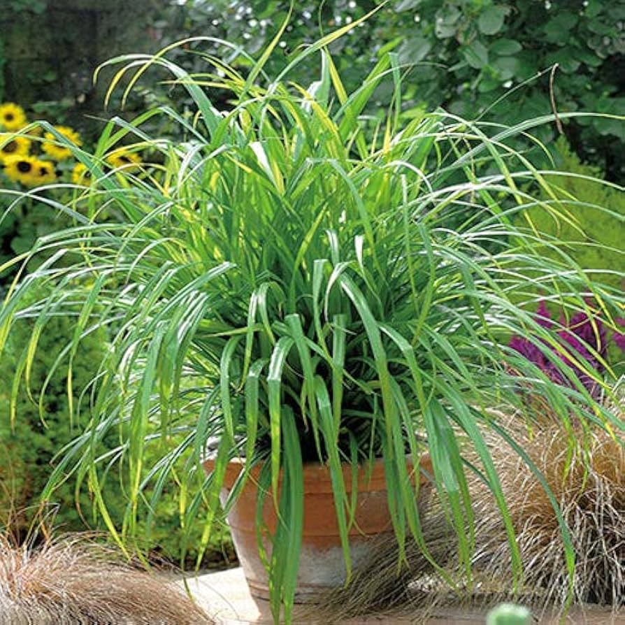 carex pendula flower seeds