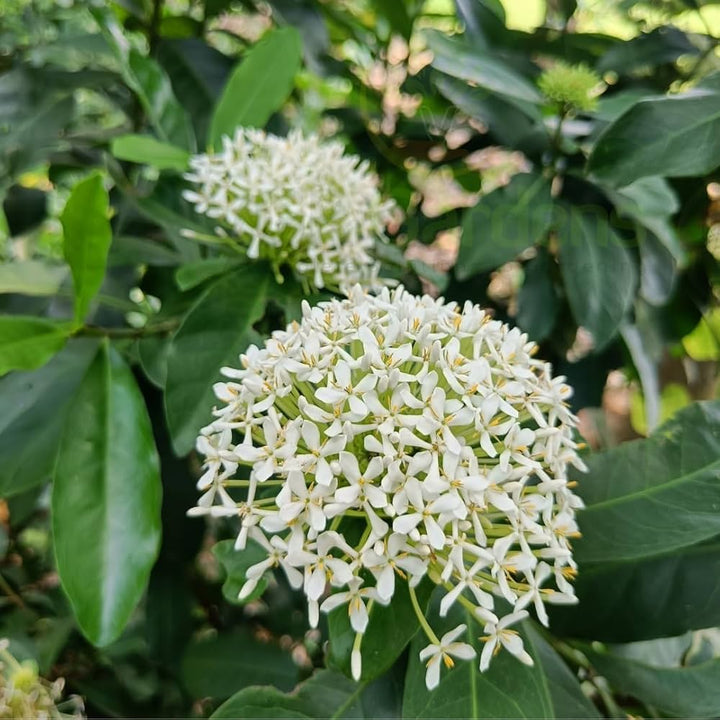 White Ixora Flower Seeds – Heirloom, Non-GMO, High Germination Seeds