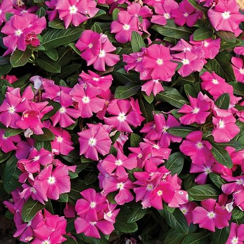 Pink Catharanthus Flower Seeds Heirloom Non-GMO High Germination Organic Garden Seeds for Planting