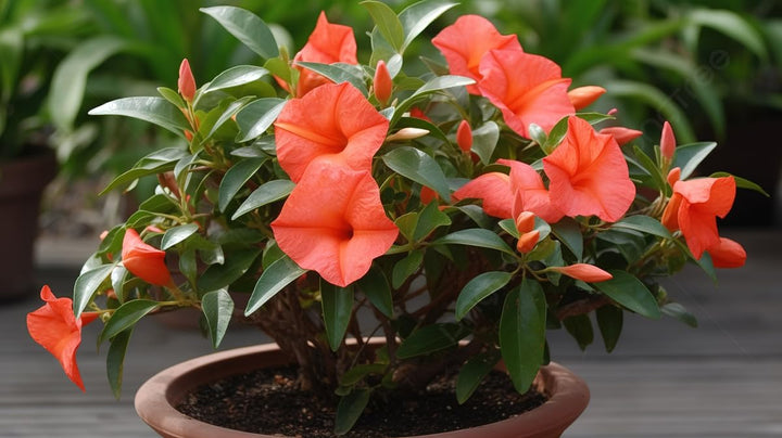 Mandevilla Flower Seeds Orange – Heirloom, Non-GMO, High Germination Seeds