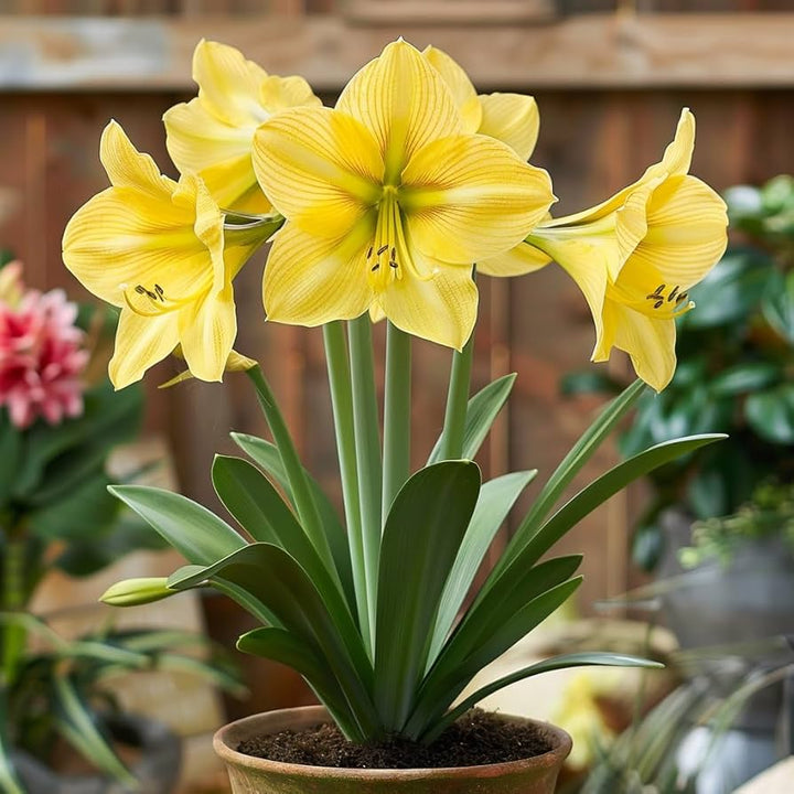 Yellow Amaryllis Flower Seeds for Planting – Heirloom Non-GMO High Germination Organic Seeds