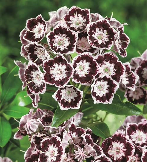 Maroon Kalmia Latifolia Flower Seeds – Heirloom, Non-GMO, High Germination Seeds