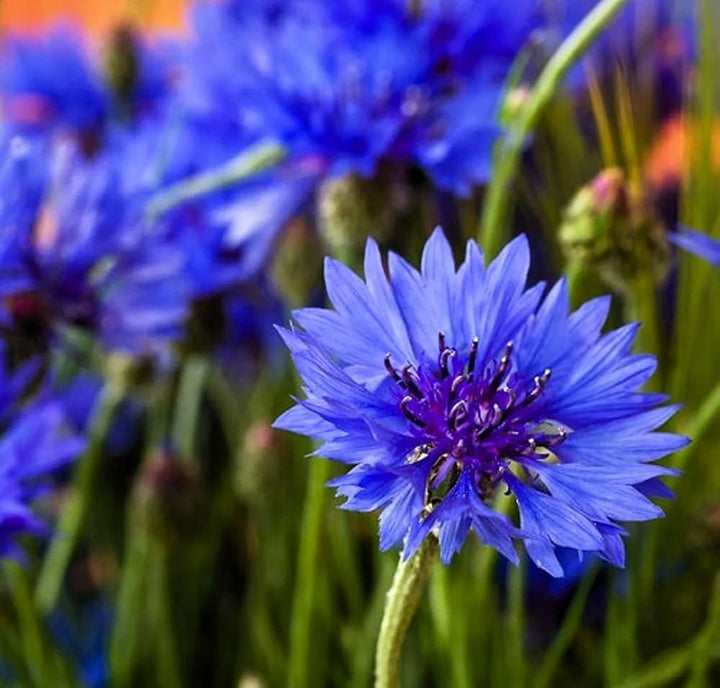 Blue Calliandra Flower Seeds – Heirloom, Non-GMO, High Germination Organic Garden Seeds