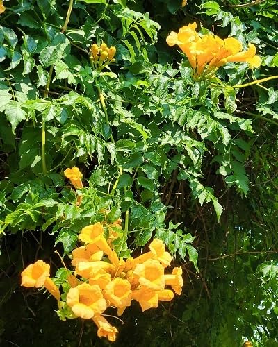 Yellow Campsis Flower Seeds – Heirloom, Non-GMO, High Germination Organic Seeds