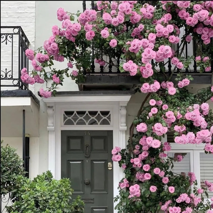 Climbing Rose Flower Seeds Pink – Heirloom Non-GMO High Germination Seeds for Planting