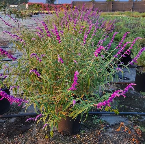 Purple Salvia Leucantha Flower Seeds – Heirloom Non-GMO High Germination Organic Garden Seeds