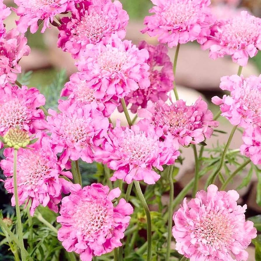 Pink Scabiosa Flower Seeds for Planting – Heirloom, Non-GMO High Germination Organic Garden Seeds