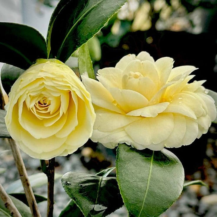 Yellow Camellia Flower Seeds – Heirloom, Non-GMO, High Germination Seeds for Planting