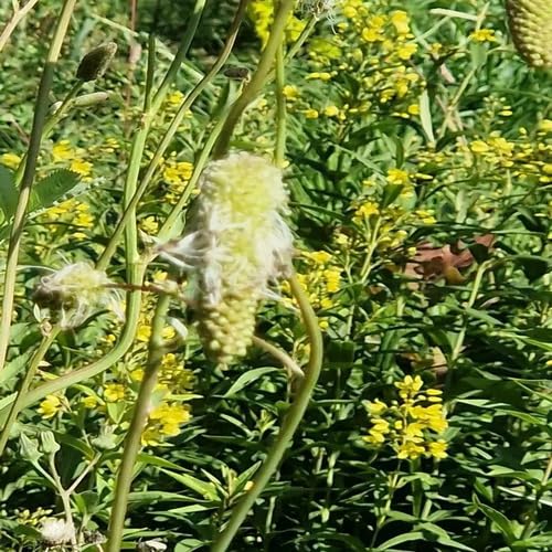 Yellow Sanguisorba Flower Seeds – Heirloom, Non-GMO, High Germination Organic Seeds