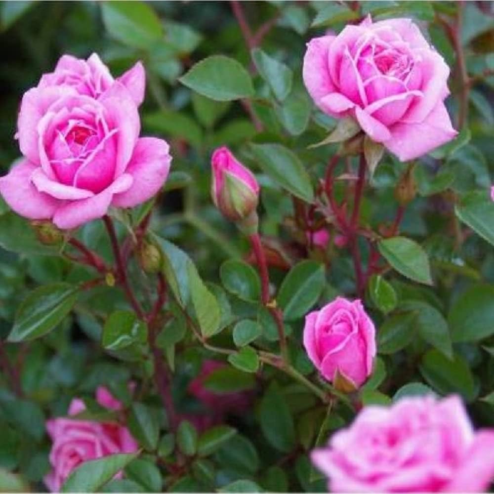 rosa plant flower seeds