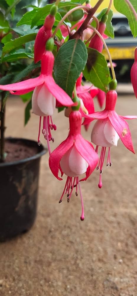Pink White Fuchsia Flower Seeds – Heirloom, Non-GMO, High Germination Organic
