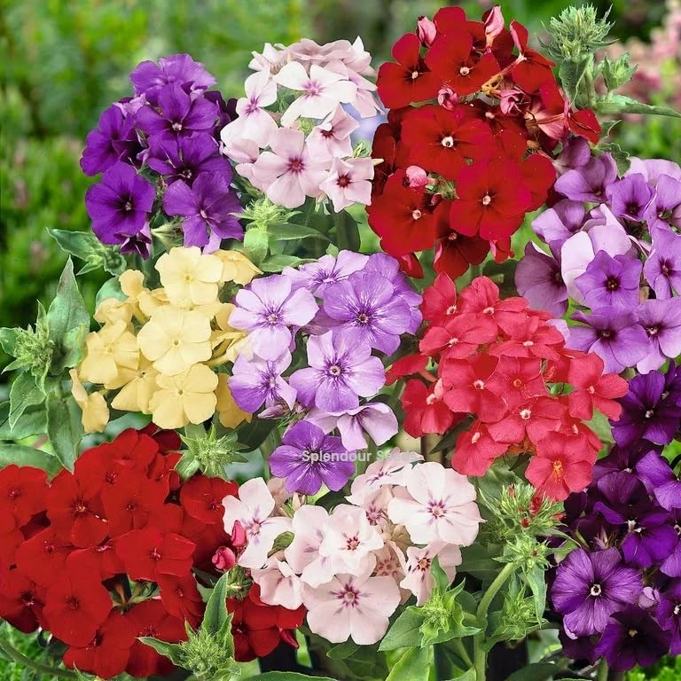 phlox phlox flower seeds