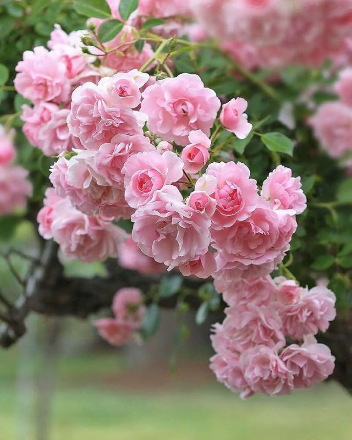 Pink Blooming Rose Flower Seeds – Heirloom, Non-GMO, High Germination Organic Garden Seeds for Planting