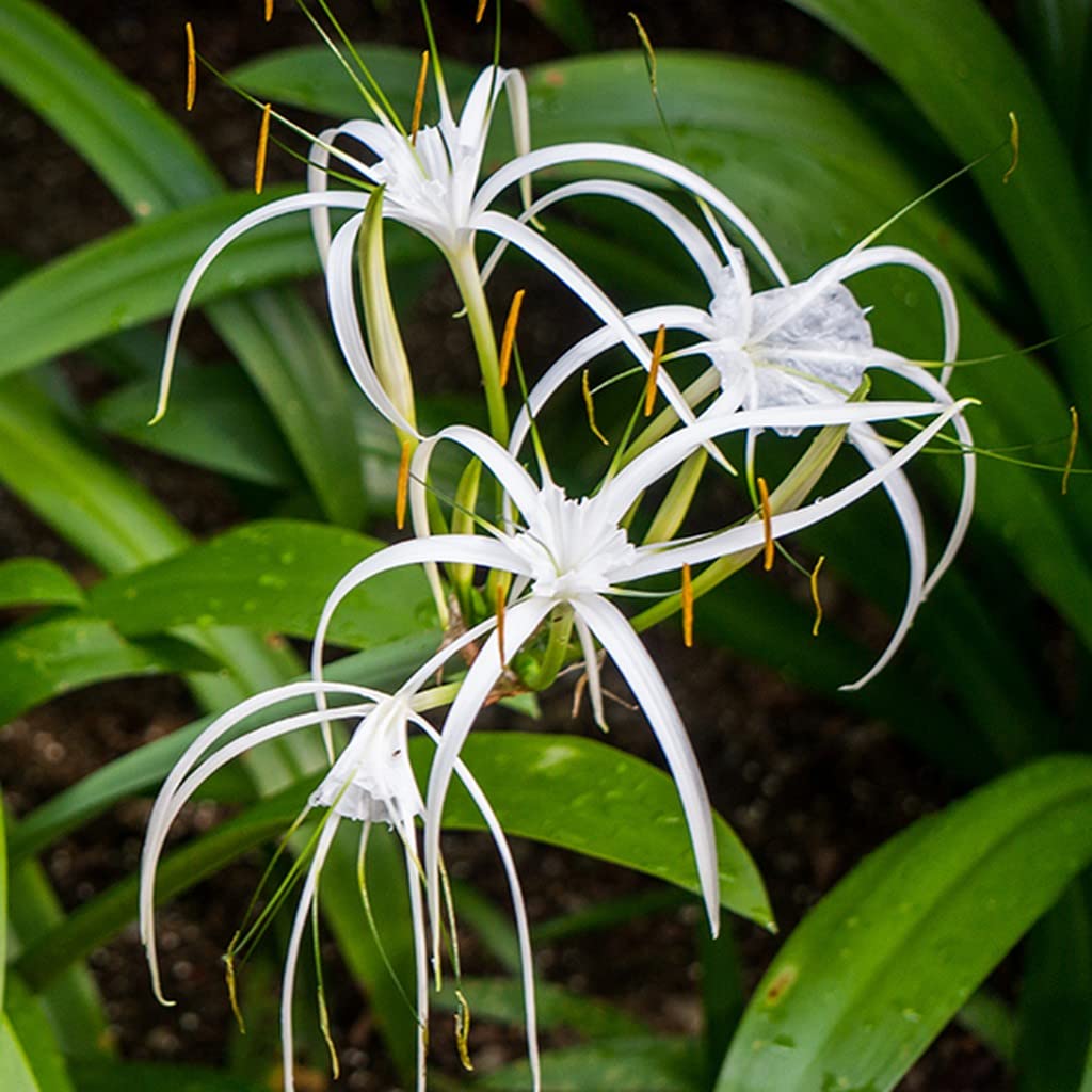 Crinum Flower Seeds for Planting – Heirloom Non-GMO High Germination Organic Seeds
