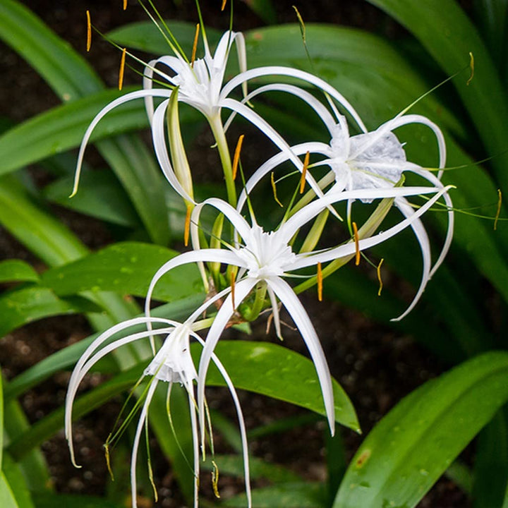 Crinum Flower Seeds for Planting – Heirloom Non-GMO High Germination Organic Seeds