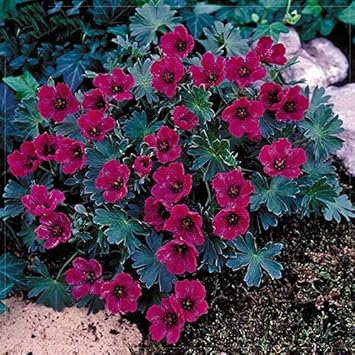 buyfreebalkanorchardbeakdarkredheirloomnongmo flower seeds