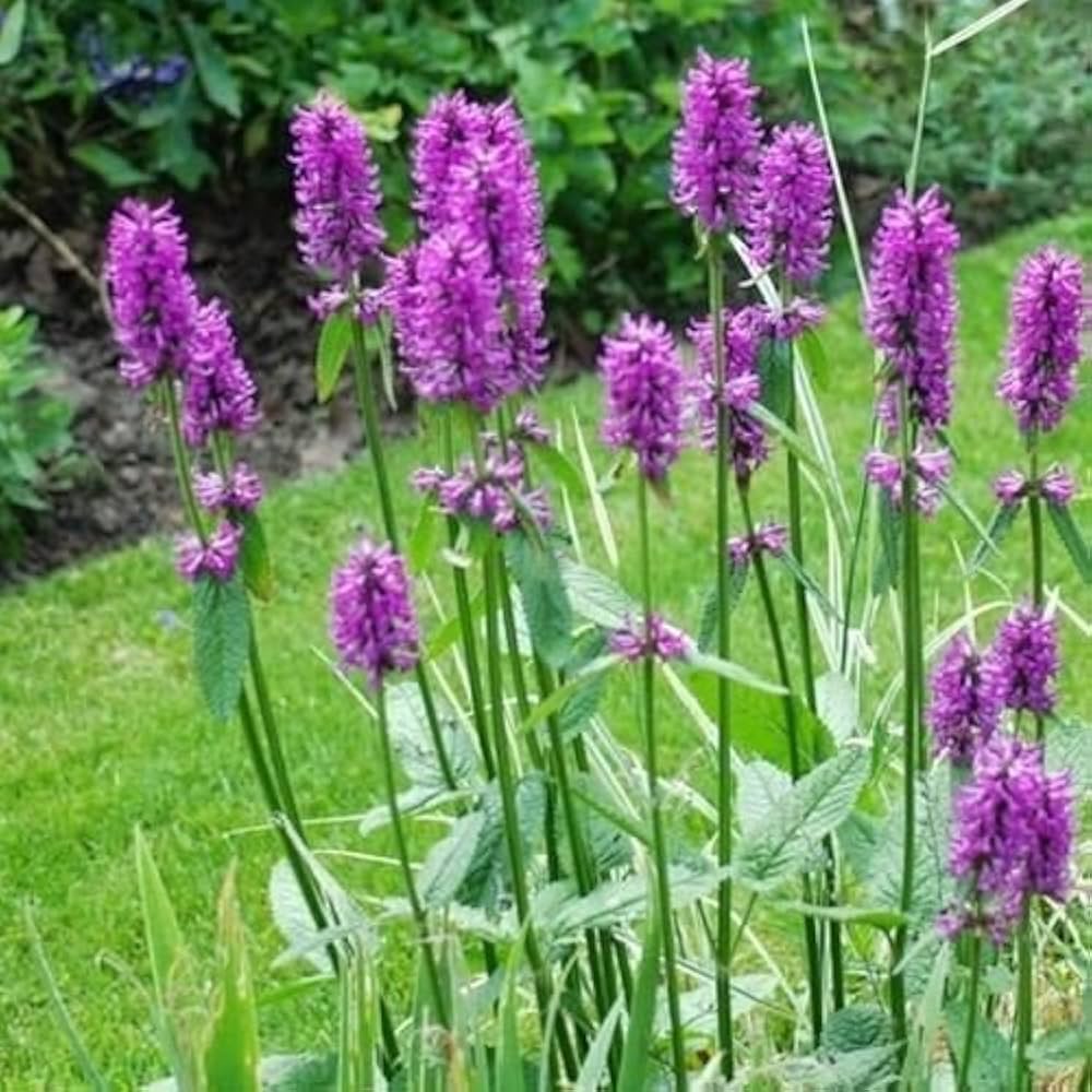 Betony Flower Seeds for Planting