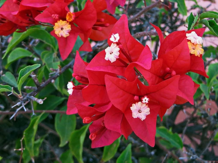 Giant Red Bougainvillea Flower Seeds Heirloom Non-GMO High Germination Organic Garden Seeds for Planting
