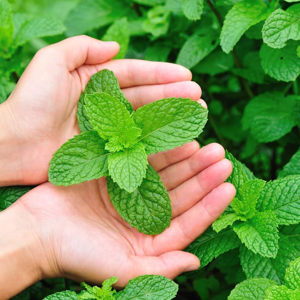 Mint Mentha herb seeds